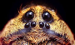 Создать мем: милые глаза паука, тарантул глаза, паук макросъемка