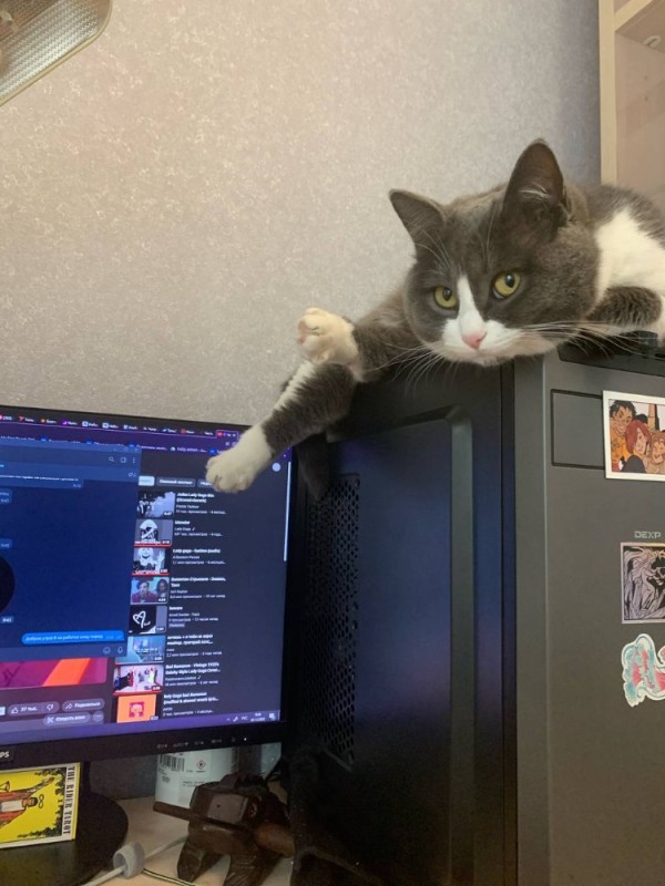 Create meme: cat, the cat at the computer, Kote 