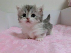 Create meme: fluffy kittens, kitties, adorable kittens