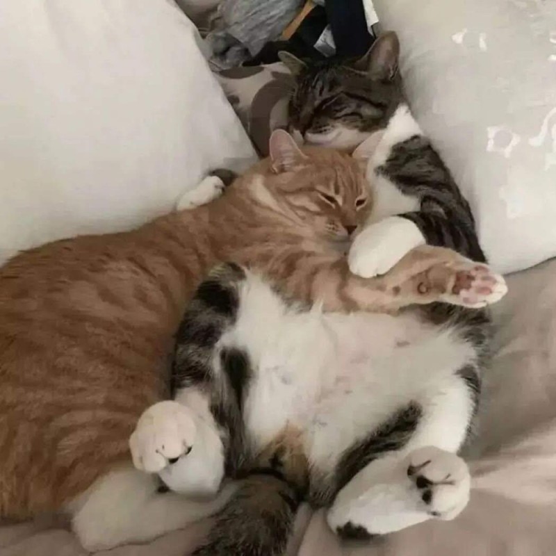 Создать мем: парные котики, кошки спят в обнимку, котики вместе