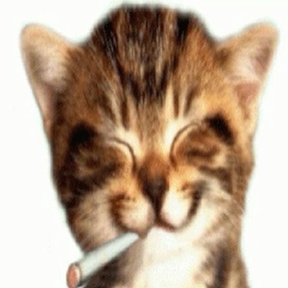 Create meme: smoking room cat, silly cat , cute cats 
