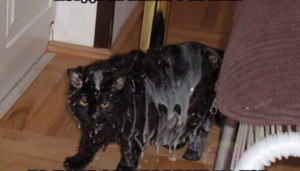 Создать мем: мокрый кот, мокрая кошка, облезлый черный кот