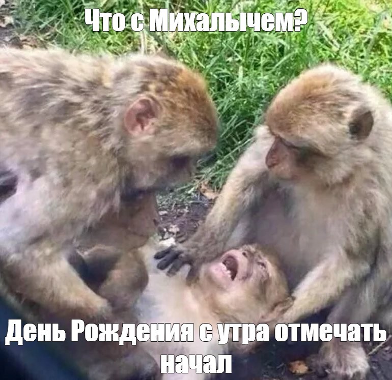 Create meme: meme monkey , Monkeys let me die, monkeys meme