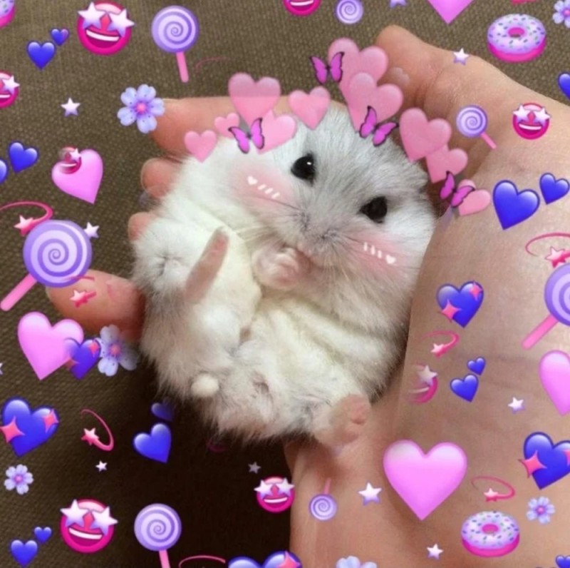 Create meme: cute hamster with a heart, hamster with a heart, little dzungarian hamsters