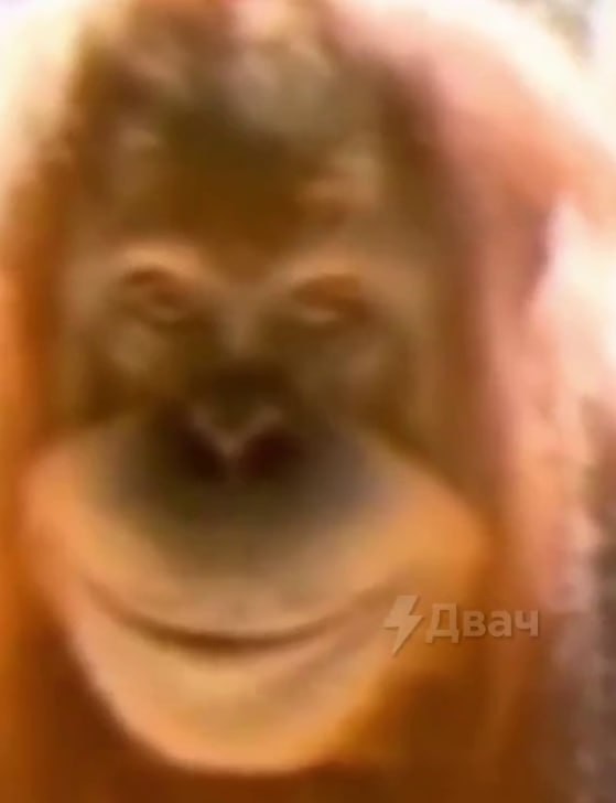 Create meme: smile monkey, orangutan meme, monkey orangutan