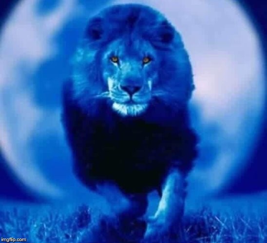 Lion Logo Mascot Blue Design Vector Illustration Template Stock Vector  Image & Art - Alamy