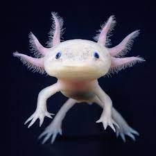 Create meme: the axolotl