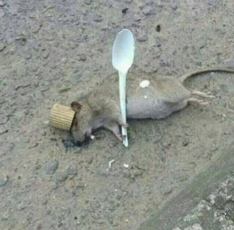 Создать мем: мышка полевка мертвая, крыса, крыса в парке