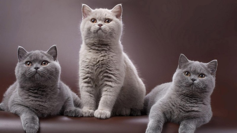 Создать мем: лиловые британские котята, кошка британская, лиловая британская кошка