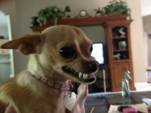 Create meme: Chihuahua dog, evil Chihuahua, breed Chihuahua