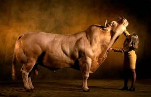 Создать мем: бельгийская голубая корова, бык миостатин, бельгийская голубая порода быков