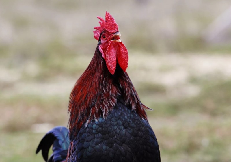 Create meme: rooster , rooster Maran, angry rooster