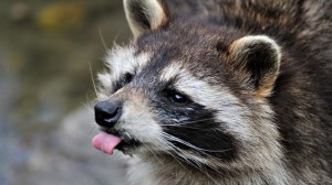 Create meme: evil enotice, photo of a muzzle of a raccoon, raccoon beautiful