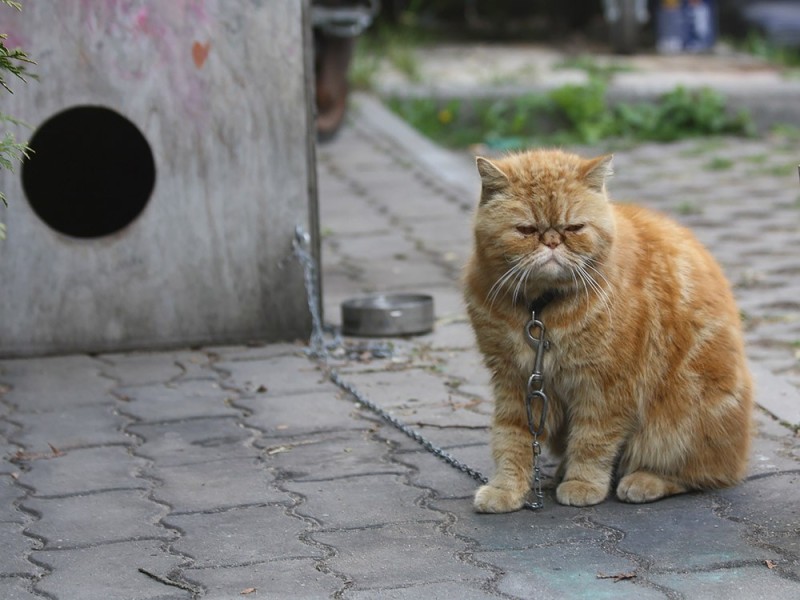 Create meme: cat , outdoor cat , yard cat