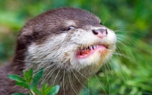 Create meme: animals, otter, otter