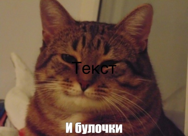 Create meme: memes cats, good cat meme, happy cat meme