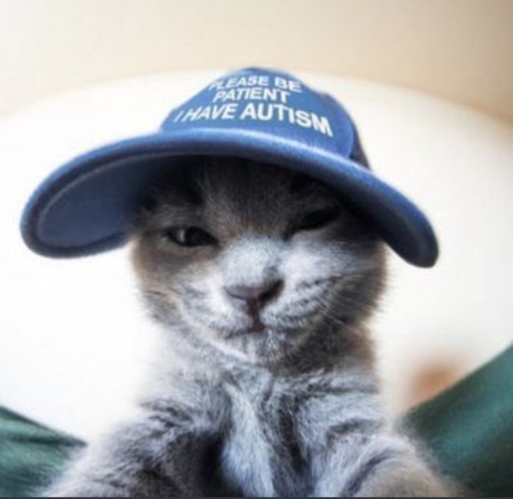Создать мем: кот в бейсболке, котик в шляпе, котик в кепке