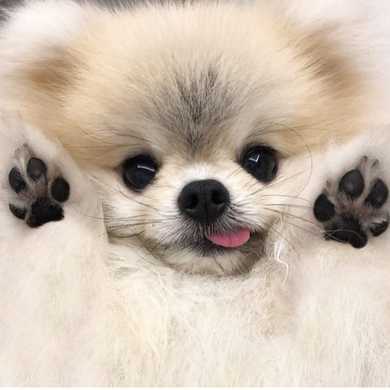Create meme: Spitz dog, breed Pomeranian, breed Spitz