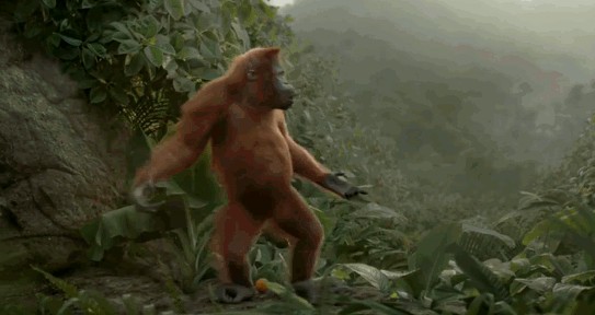Создать мем: танцующая обезьянка, обезьяны в джунглях, танец обезьян