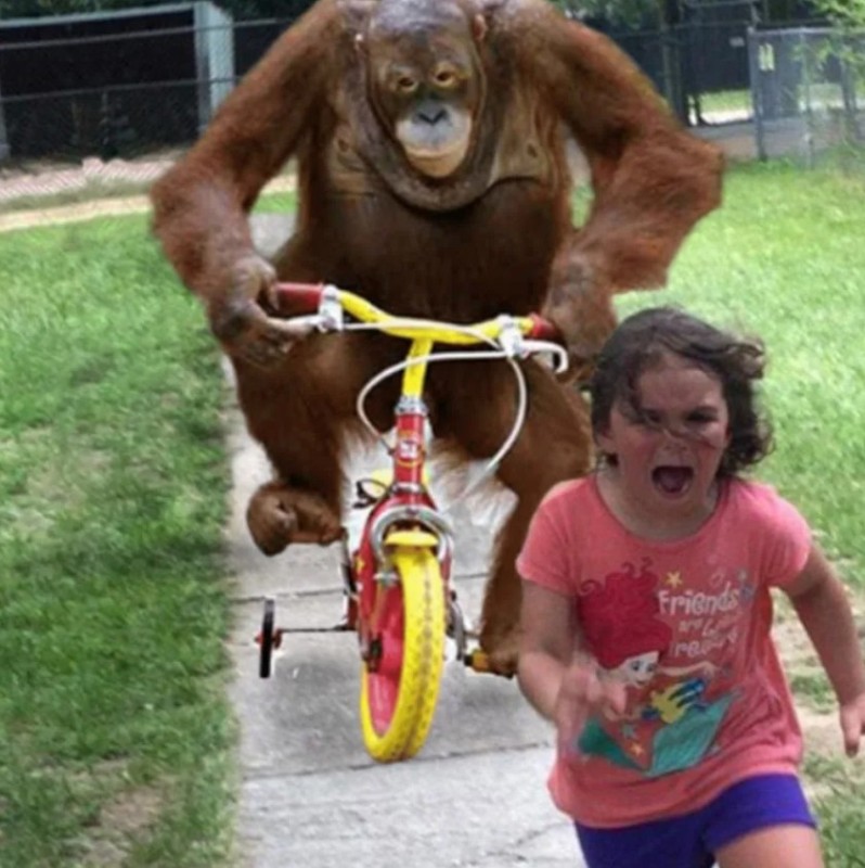Создать мем: веселая обезьяна, мем обезьяна на велосипеде едет за ребенком, обезьяна на велосипеде едет за девочкой
