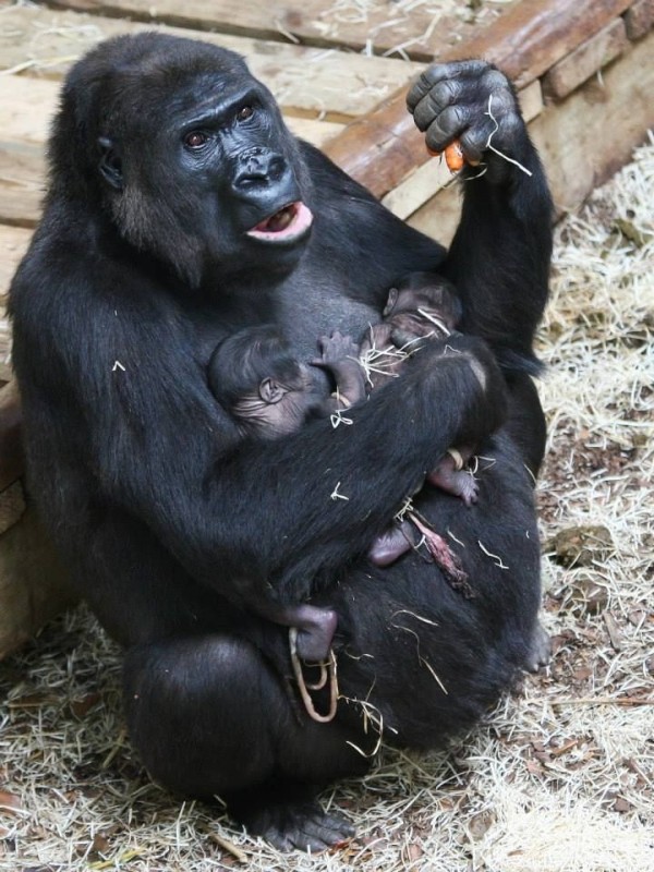 Создать мем: группа горилла, шимпанзе горилла орангутан, горилла мама