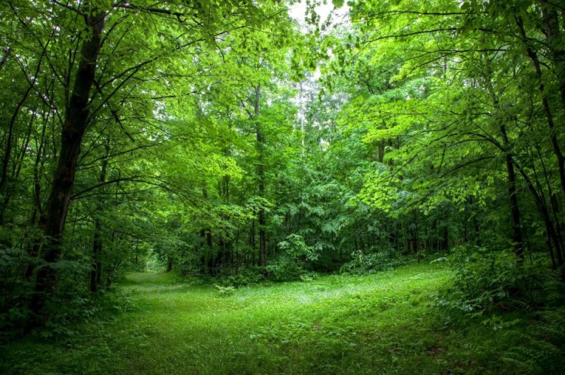 Create meme: forest , a clearing in the forest, meadow in the forest