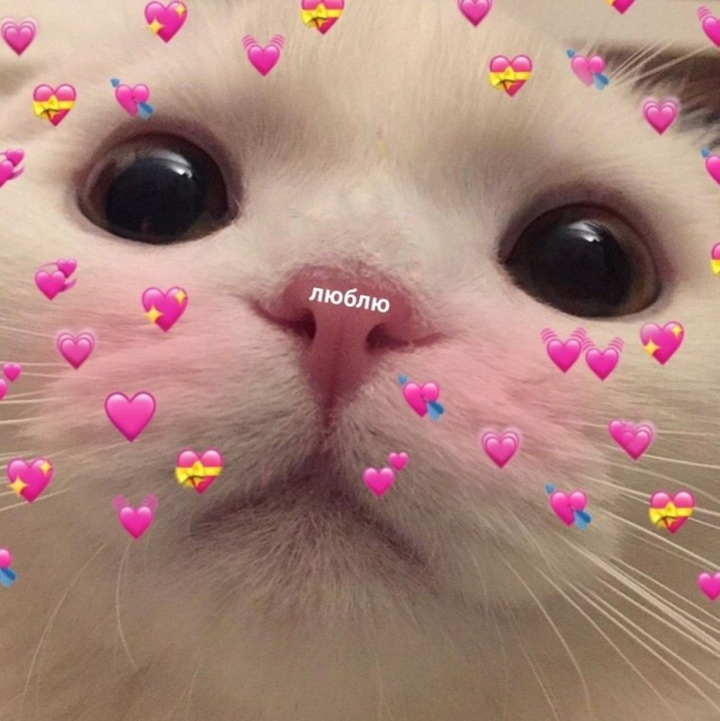 Create meme: cute cute cats, cute cat with hearts, cute cats with hearts