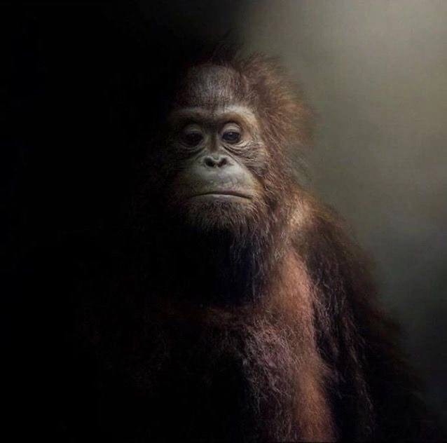 Create meme: orangutan monkey, monkey orangutan, apes 