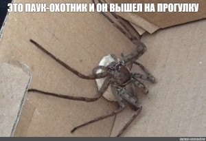 Create meme: spider uk, spiders in Australia pictures in homes, spider