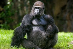 Create meme: the gorilla Koko, fat gorilla, gorilla