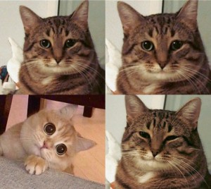 Create meme: meme cat, memes with cats, cats
