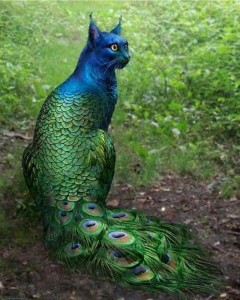 Create meme: peacock