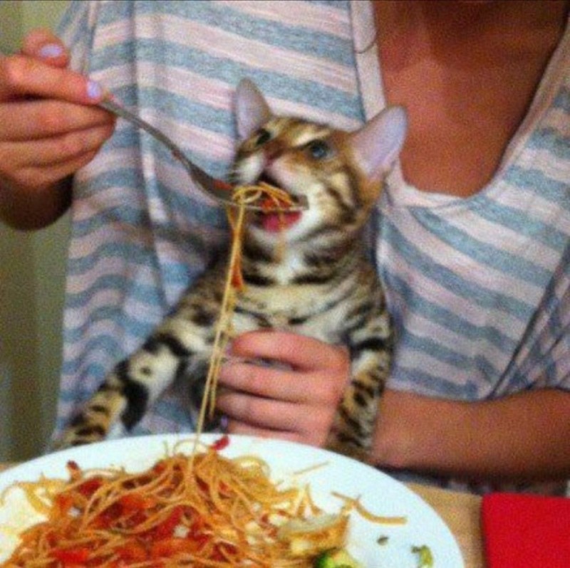 Create meme: Bengal cat, cat fed pasta, cat 