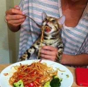 Создать мем: кота кормят макаронами, spaghetti cat, кот и спагетти