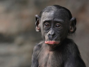 Create meme: chimpanzees, monkey cub, happy monkey
