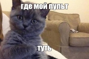 Create meme: kitty tut , seals photoshop , meme cat 