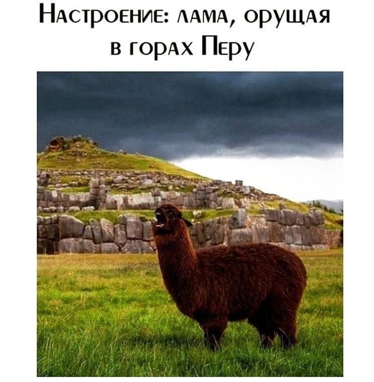 Create meme: A llama screaming in the mountains of Peru, llamas and alpacas, alpaca