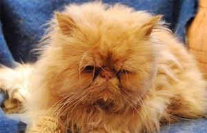 Create meme: cat Persian, Persian cat