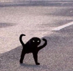 Create meme: black cat, black cat meme joy, black cat meme