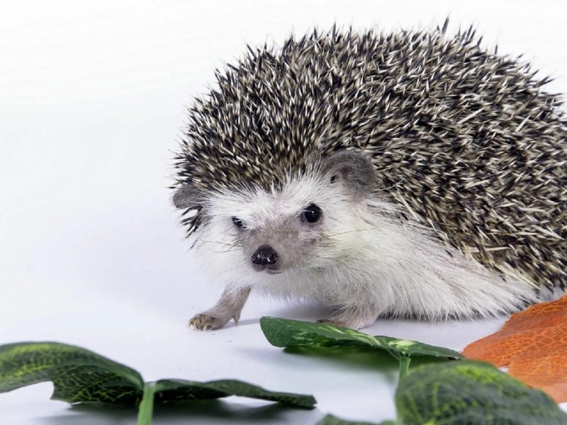 Create meme: white hedgehog, hedgehogs, homemade hedgehog