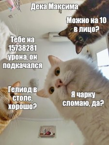 Создать мем: коты наташа, кот кот, кот