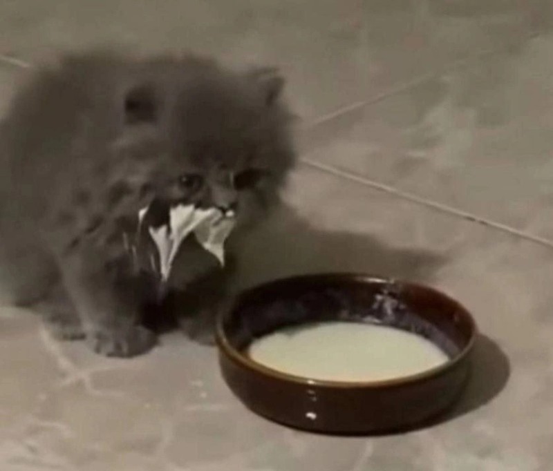 Create meme: the kitten drinks milk, the cat drinks milk, cat in milk meme