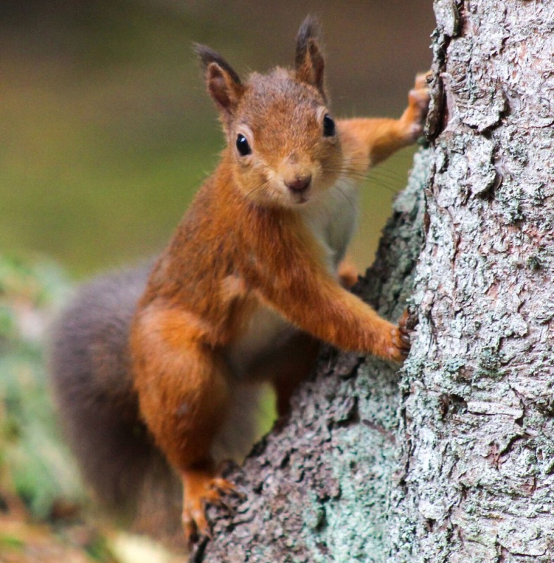 Create meme: common squirrel, protein , squirrel on a tree trunk