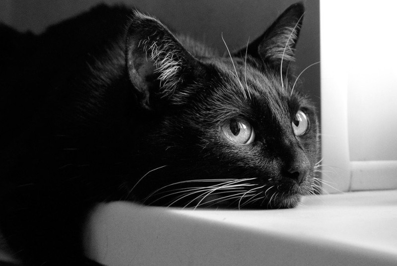 Create meme: cat black and white, black cat, black cat 