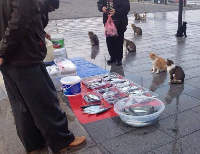 Создать мем: кот на рынке, забавные животные, бездомные кошки
