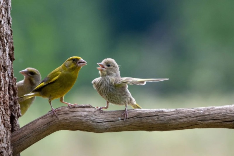 Create meme: the green bird chick, the greenie is a female, forest canary