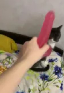 Create meme: cat , cat , a cat with a knife