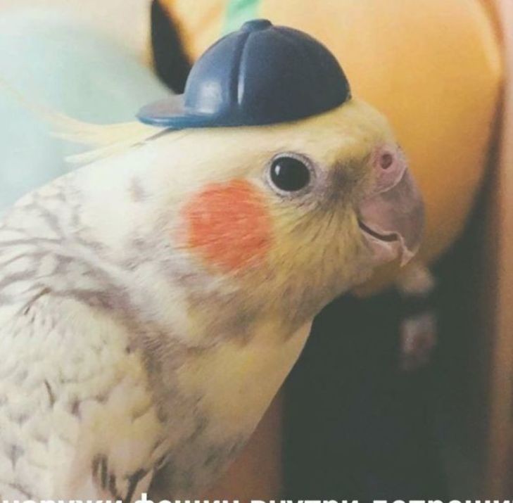 Создать мем: говорящий попугай, смешные попугаи, попугай в каске