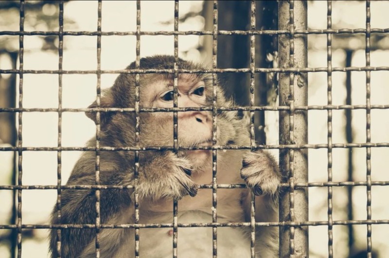 Create meme: monkey in a cage, zoo animals, monkey 