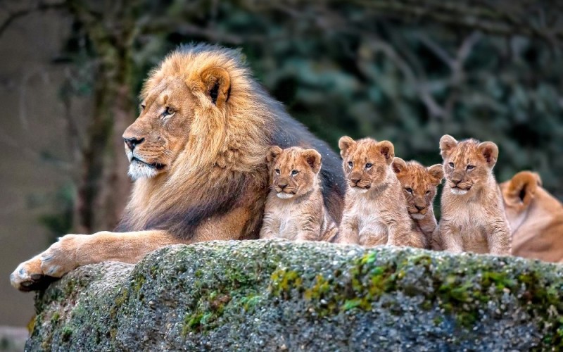Создать мем: львица и львята, семья львов, лев львица и три львенка